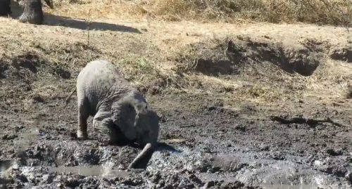 Слон в грязи