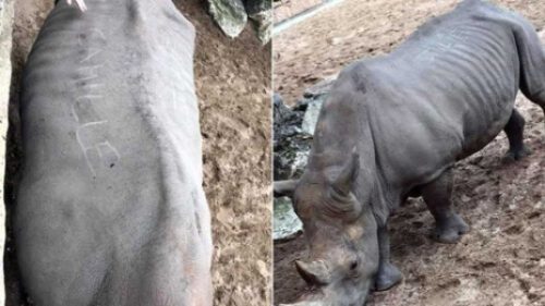 спина носорога