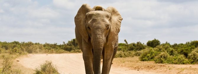 слон на дороге