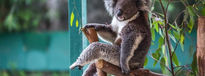 коалы