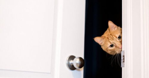 Кот за дверью