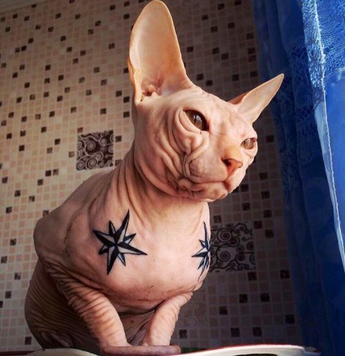 кот с татуировками