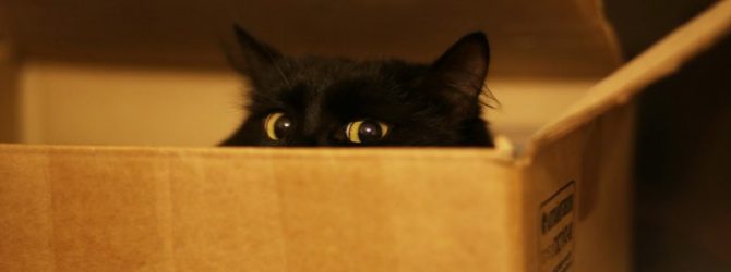 кошка в коробке