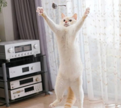 танцующий кот