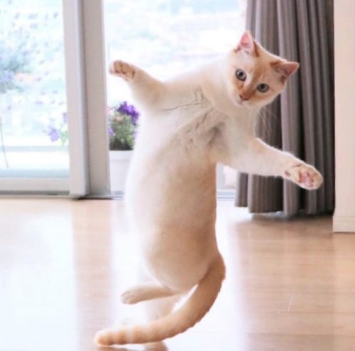 танцующий кот