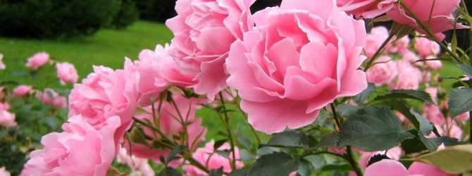 О подкормке роз в июле и августе: чем можно удобрять для пышного цветения