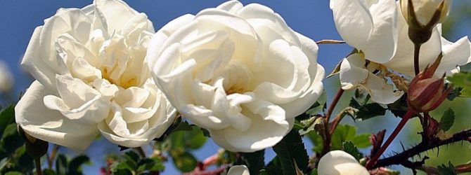 Как привить розу на шиповник летом — правила прививок (в том числечеренком, окулировкой)