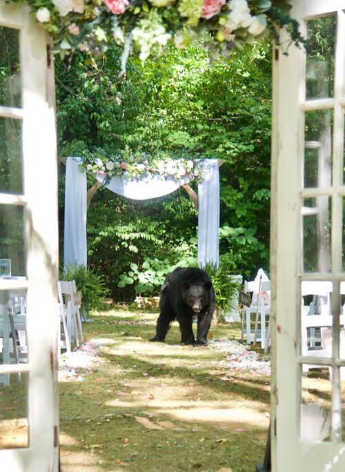 медведь на свадьбе