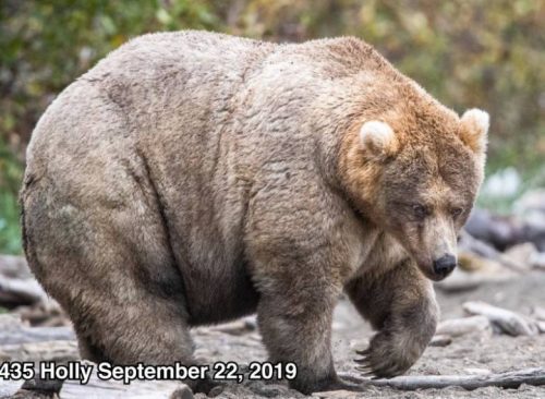 толстый медведь