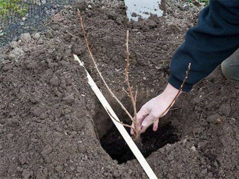 Как посадить смородину весной кустами пошаговое фото