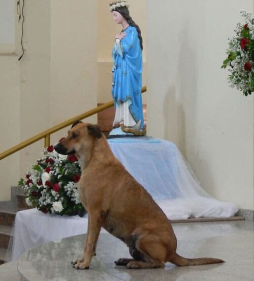 собака в храме