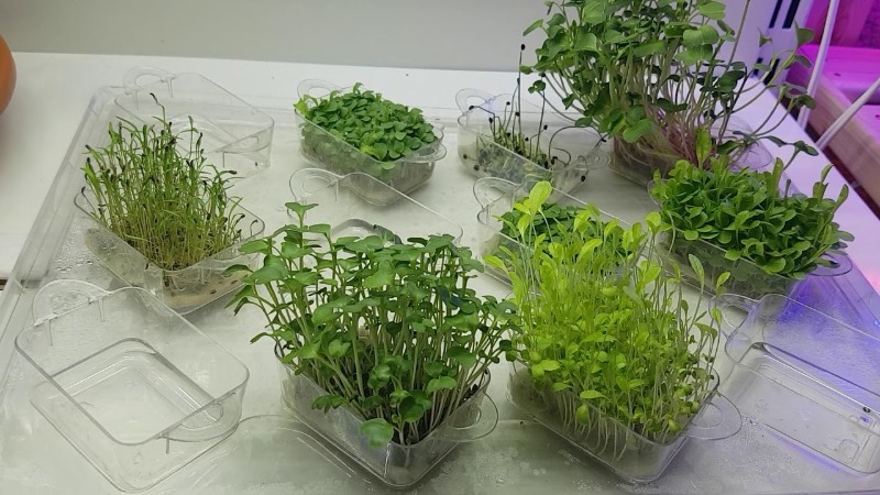 Выращивание кресс салата без земли