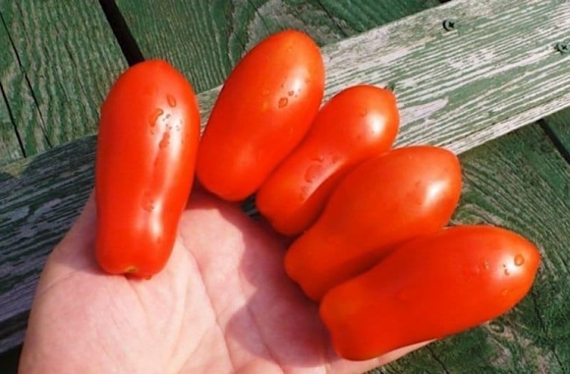Томат дамские пальчики урожайность. Кудяблик томат. Томат Нижегородский Кудяблик. Дамские пальчики сорт помидор. Томат Дамский пальчик.