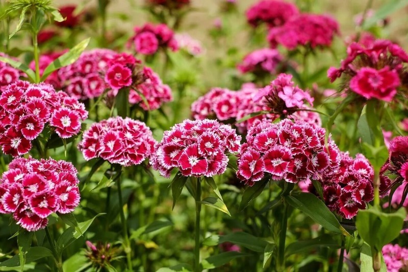 Пора высаживать 7 садовых цветов в открытый грунт