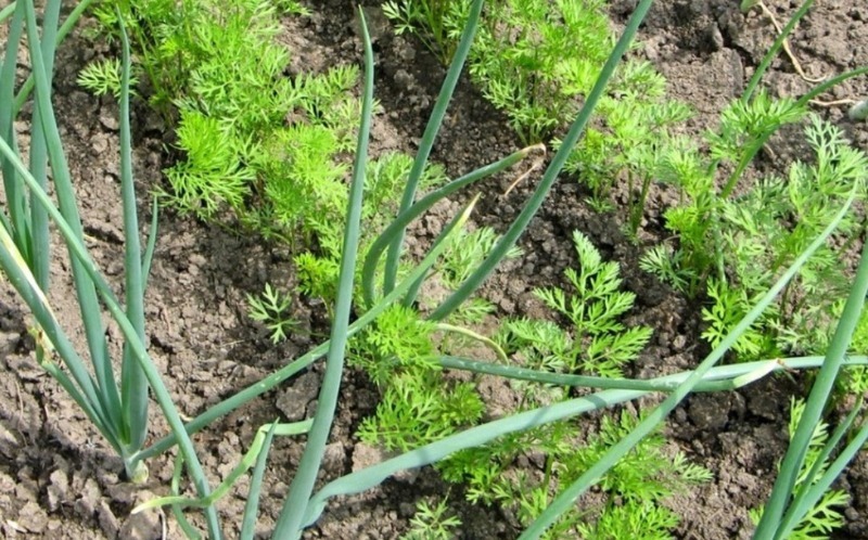 Совместные посадки лука и моркови фото