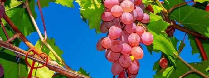 Правильный уход за виноградом в августе